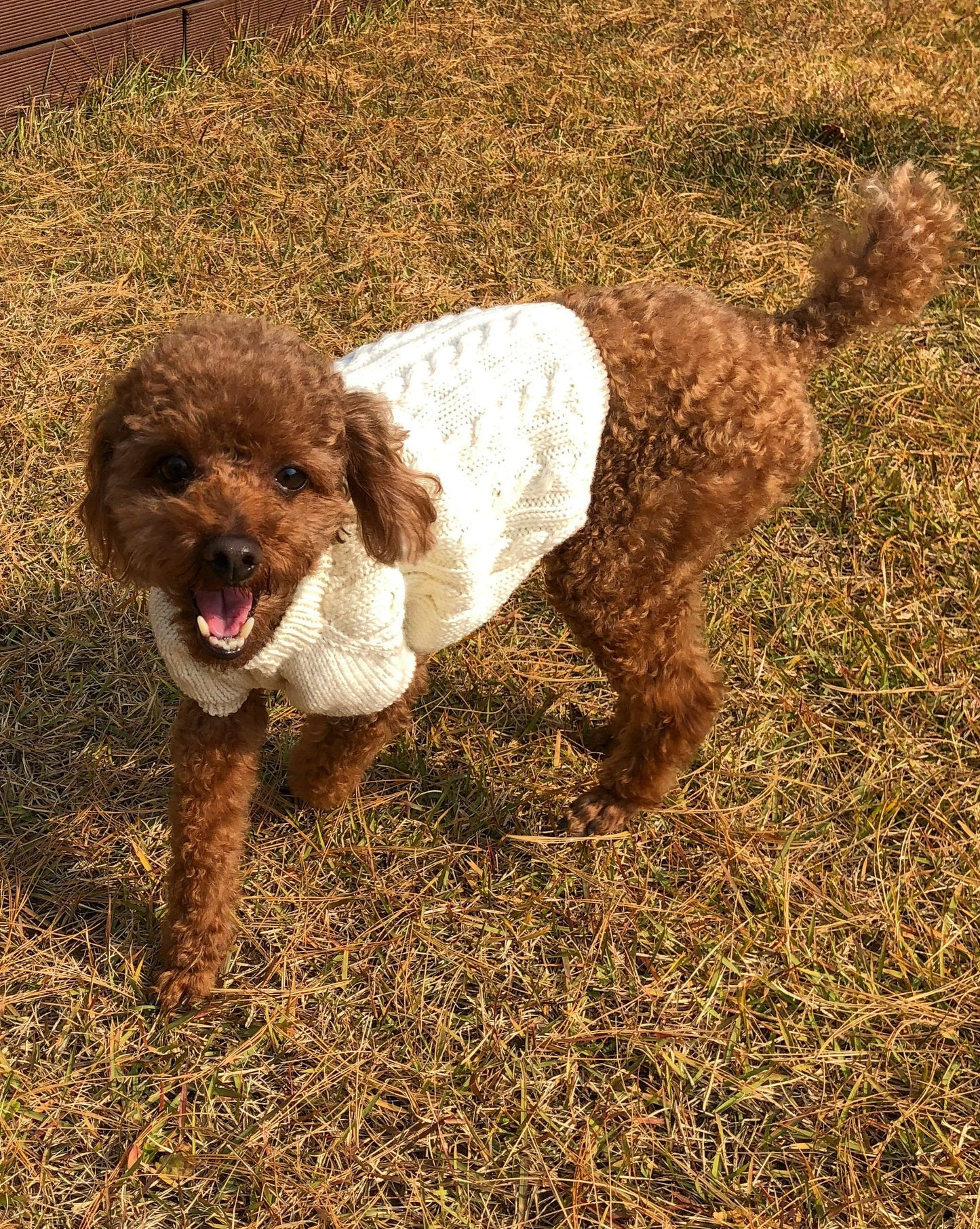 [PDF 도안] 자라 강아지 꽈배기 탑다운 스웨터